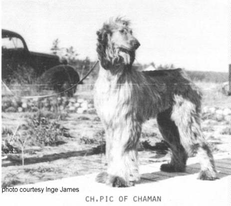 http://www.afghanhoundtimes.com Photo Pic Of Chaman