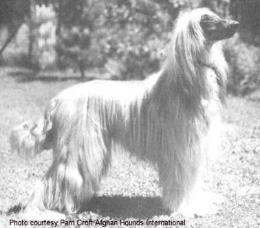 http://www.afghanhoundtimes.com Photo Kurrum El Myia
