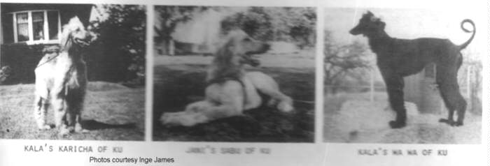 http://www.afghanhoundtimes.com Photo Ku litter12/29/40
