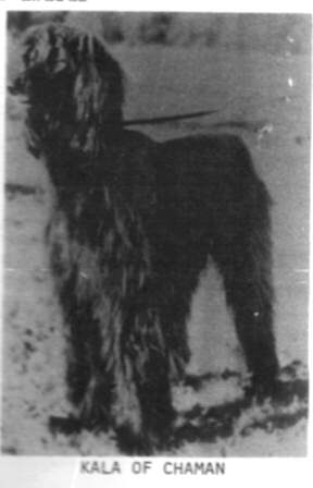 http://www.afghanhoundtimes.com Photo Kala of Chaman