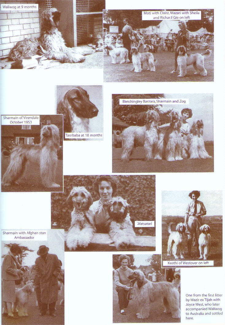 http://www.afghanhoundtimes.com CARLOWAY AFGHAN HOUNDS BY ALAN BROOKS (BONDOR)