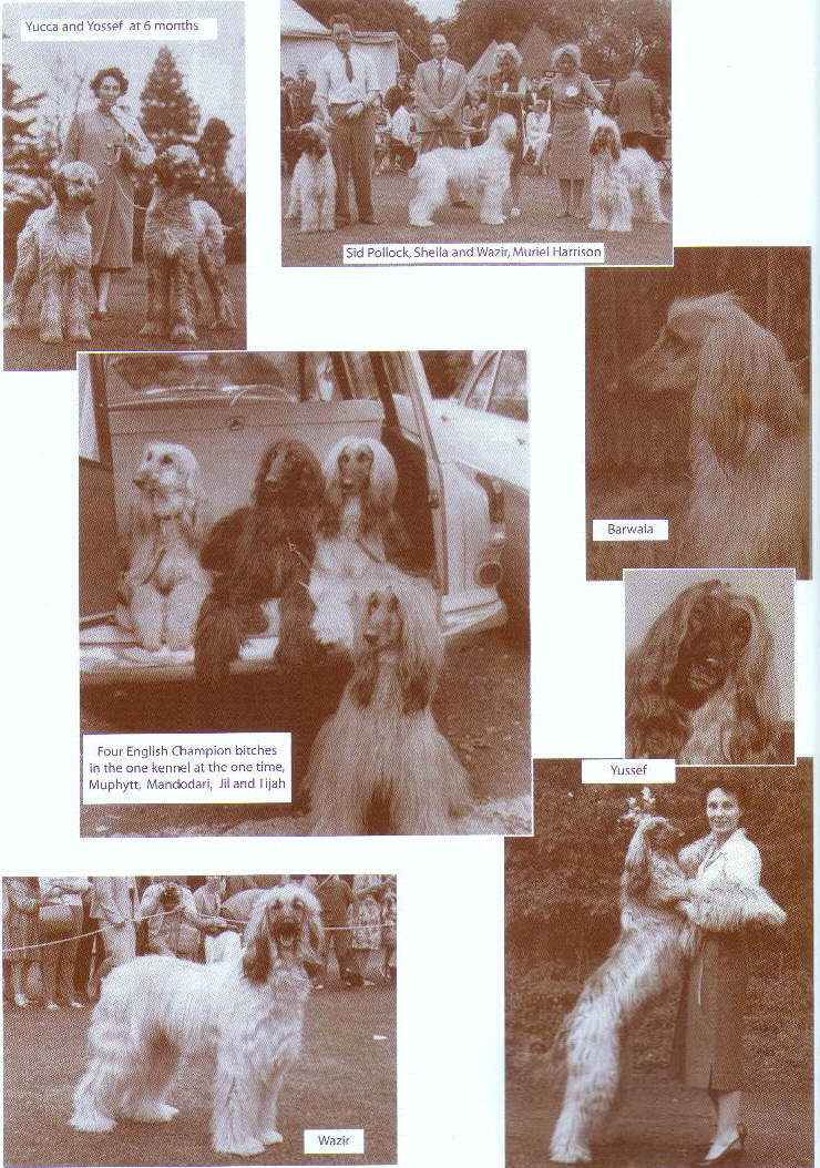 http://www.afghanhoundtimes.com CARLOWAY AFGHAN HOUNDS BY ALAN BROOKS (BONDOR )