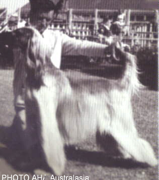 http://www.afghanhoundtimes.com David Roche and Mazari Of Carloway