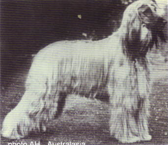 http://www.afghanhoundtimes.com Ch Walliwog Of Carloway
