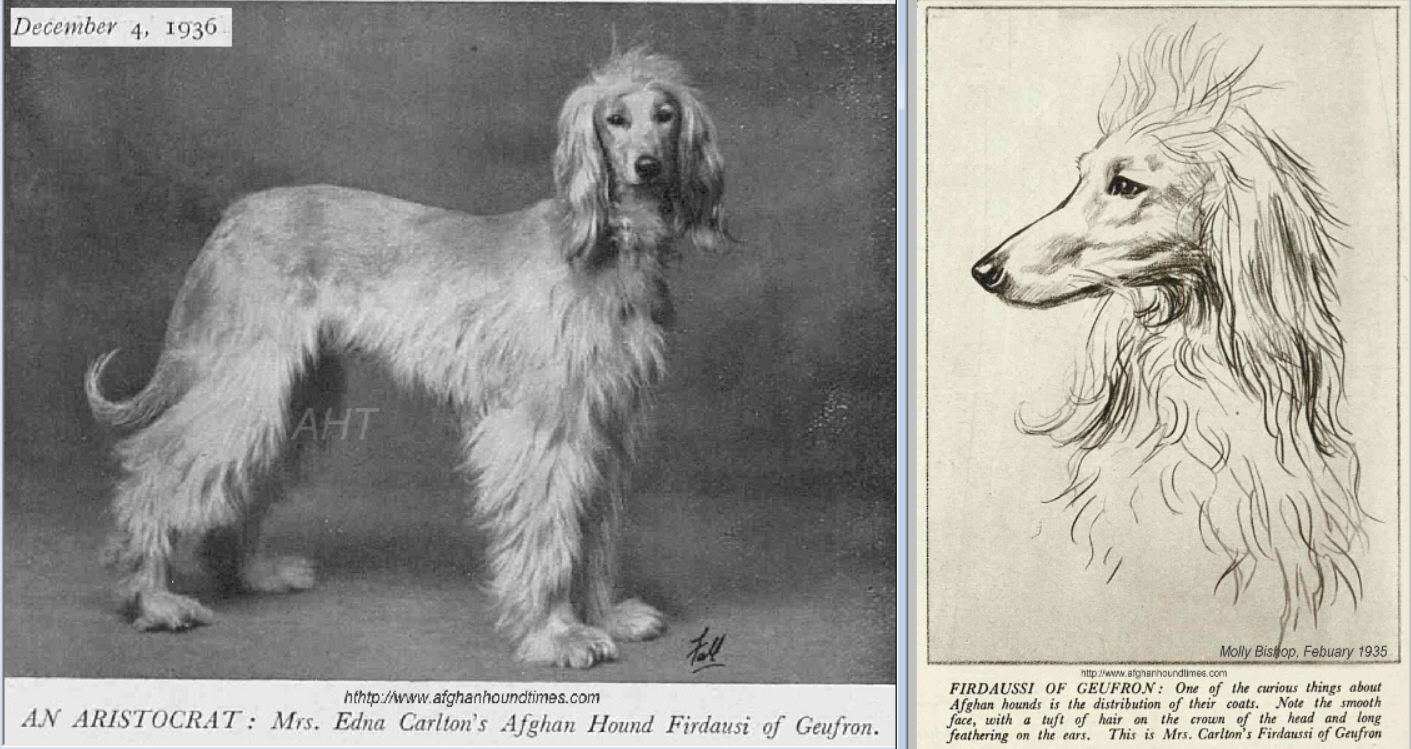 http://www.afghanhoundtimes.com Photo Firdausi Of Geufron
