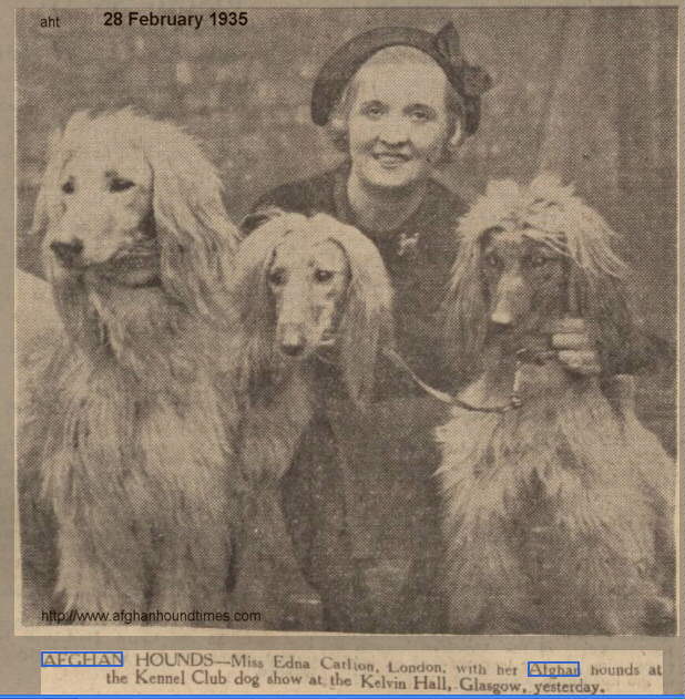 http://www.afghanhoundtimes.com Photo Edna Carlton Fortworth Afghan Hounds 1935