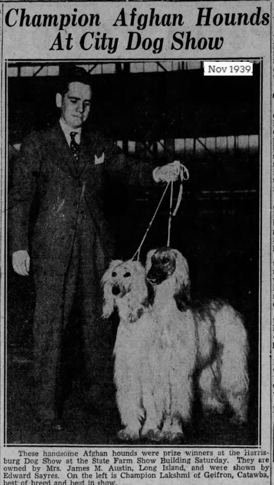 http://www.afghanhoundtimes.com, Ch Lakshmi Of Geufron-Catwaba BIS 1939