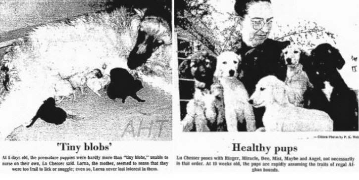 hjttp://www.afghanhoundtimes.com EPHEMERA Mrs Chesser and her premature litter of Afghan hounds 1973 