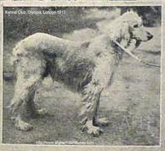 Early Afghan Hounds - Chuku 1912