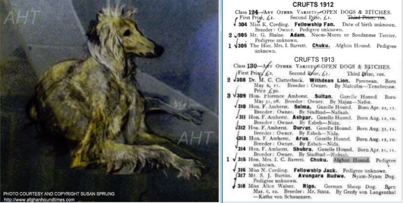 Early Afghan Hounds - Chuku1912