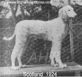 http://www.afghanhoundtimes.com PHOTO Afghan hound1924