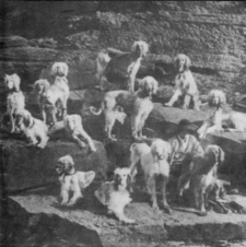http://www.afghanhoundtimes.comBell Murray Afghan Hounds at Cove house
