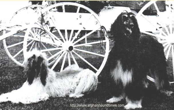 Afghan Hound Times Dureigh's Golden Harvest, Dureigh's Dragon Lady