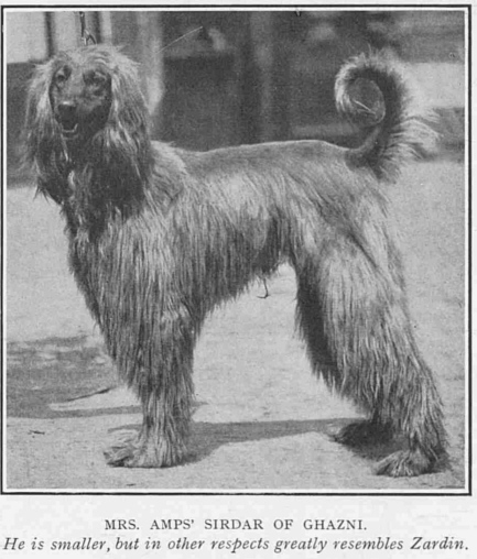  http://www.afghanhoundtimes.com Croxton Smith Sirdar Of Ghazni