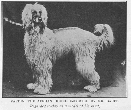 http://www.afghanhoundtimes.com Croxton Smith Zardin