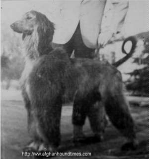 Afghan Hound Times photo - Dureighs Mr Blue Of Ebonwood