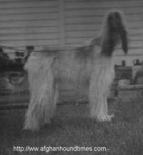 Afghan Hound Times photo - Ch Winston's Windsong Of Dureigh