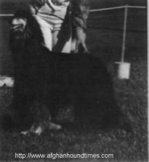 Afghan Hound Times photo - Dureigh’s Rajah-Et of Ebonwood