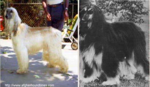 Afghan Hound Times photo - Ch Winstons Windsong Of Dureigh and Dragons Lady
