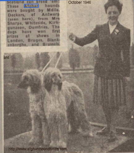 http://www.afghanhoundtimes.com Photo Madame M Deckers (Bagdad Afghan hounds, Belgium) 1946