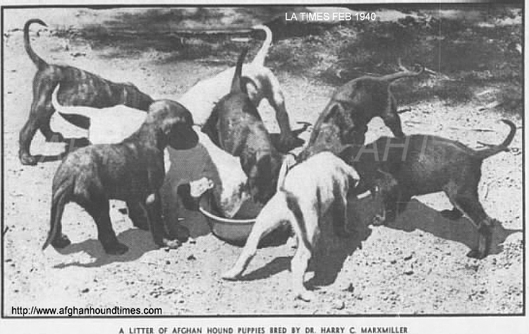 Afghan Hounjd Times - photo Dr Marxmiller litter