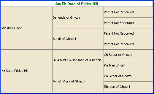 Afghan Hound Times pedigree Dura Of PrIides Hill