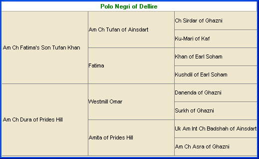 Afghan Hound Times Pedigree - Polo Negri Of Dellire