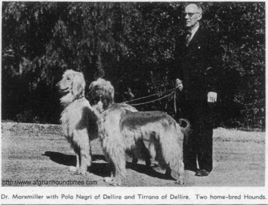 Afghan Hound Times photo Dr Marxmiller Dellire Afghan Hounds