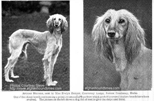 http://www.afghanhoundtimes.com Photo Evelyn Denyer KAF