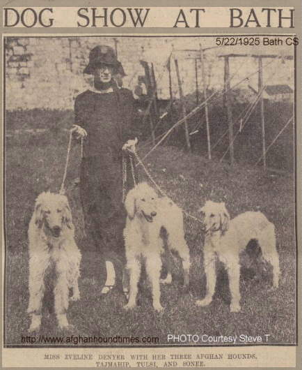 http://www.afghanhoundtimes.com Photo Evelyn Denyer KAF 1925