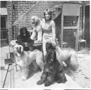 Afghan Hound Times photo - Dr Divers, Kingsway Afghan Hounds