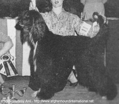 Afghan Hound Times - Sunny Shay handling Djinn Of Grandeur
