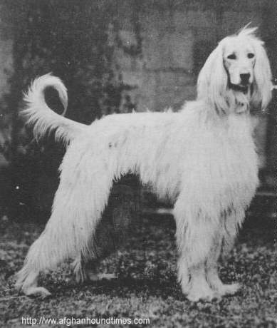 Afghan Hound Times - Photo of Doreborn's Dirali