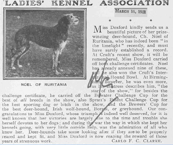 http://www.afghanhoundtimes.com PHOTO Noel Of Ruritania, LKA Show 192  Aline Doxford Ruritania Afghan Hounds , Deerhounds, Salukis