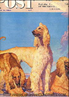 Afghan Hound Times - Saturday Evening Post 1944