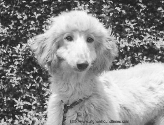 Young Afghan Hound Del Monte Kennels 14th Annual Society Dog Show 1937. 