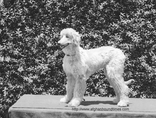 Young Afghan Hound Del Monte Kennels 14th Annual Society Dog Show 1937. 