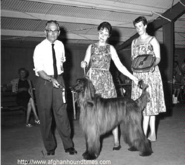 Afghan Hound Times - San Francisco area Afghan Hound, 1950's?