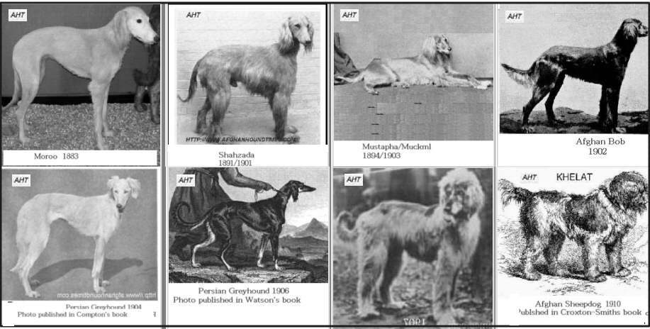 Early Afghan Hound Gallery of photographs 1880's - 1910