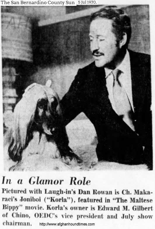 http://www.afghanhoundtimes.com TV star Afghan Hound 1970 Am Ch Makarabi's Joniboi 