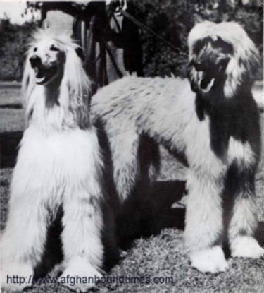 http://www.afghanhoundtimes.com Elcoza Afghan Hounds Photo Yusseff and Zenaphon Of Elcoza