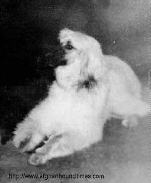 http://www.afghanhoundtimes.com Elcoza Afghan Hounds Photo Zanya Of Elcoza