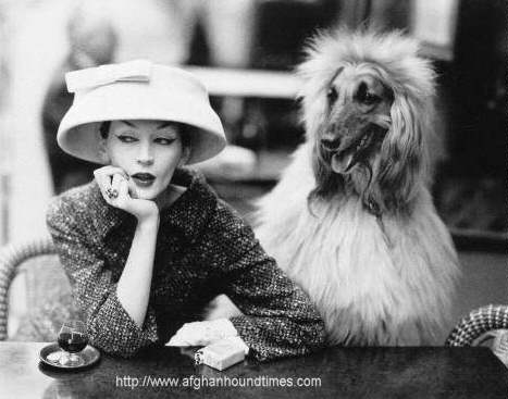 Afghan Hound Times Ephemera - Model 
