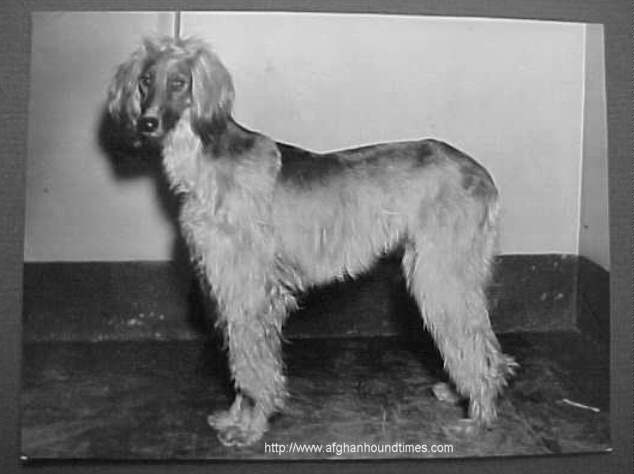 Afghan Hound Times - AFGHAN HOUND Vintage Wire Photo Date-- 2/13/34