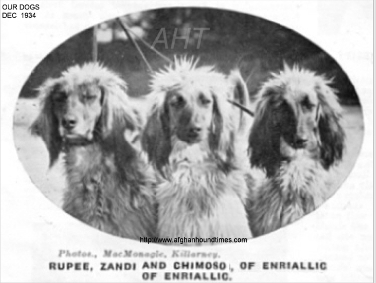 http://www.afghanhoundtimes.com Rupee, Zandi and Chimosa Of Enriallic