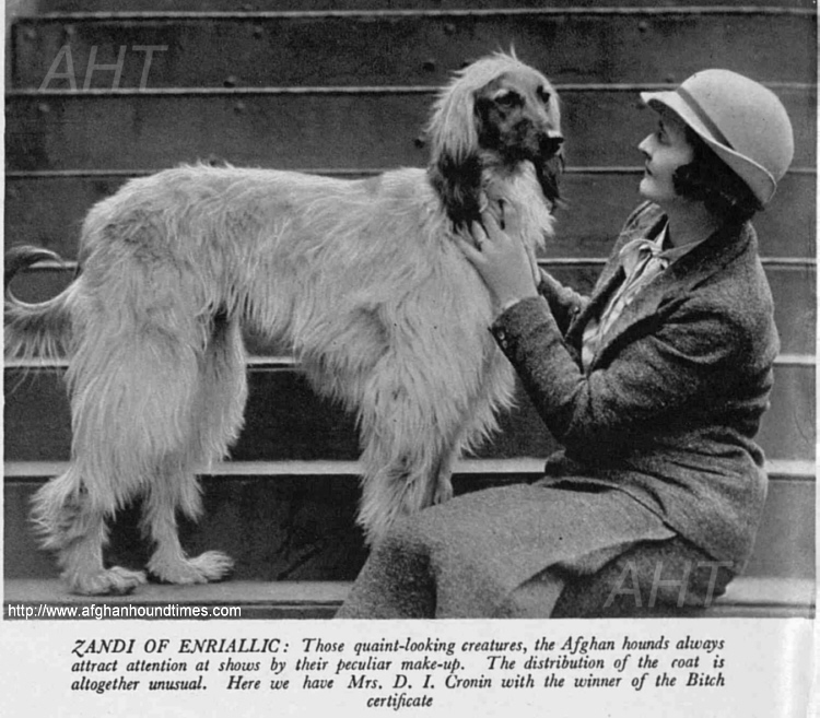 http://www.afghanhoundtimes.com Sketch Zandi Of Enriallic by Wardle 1935