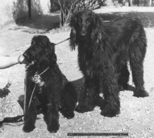 Afghan Hound Times. India article - Indian Champion Djinee Of Khorrassan. Djinee and her English Champion mother Circe