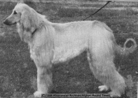 Afghan Hound Times, India Article Zabardast Of Baria