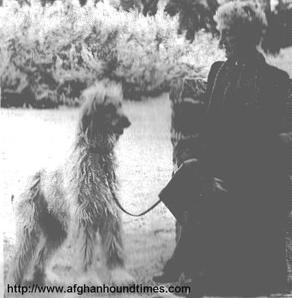 Afghan Hound times photo Amelia Elizabeth White Kandahar Afghan Hounds 