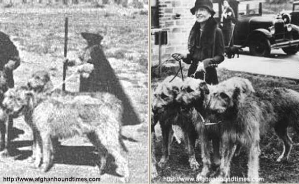 Afghan Hound Times - Two photos of Amelia White and Hounds